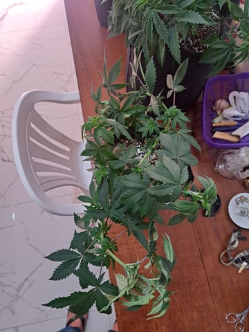 Yeti's Perpetual — vegetative, day 53