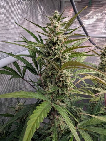 Dark Star — flower, day 61
