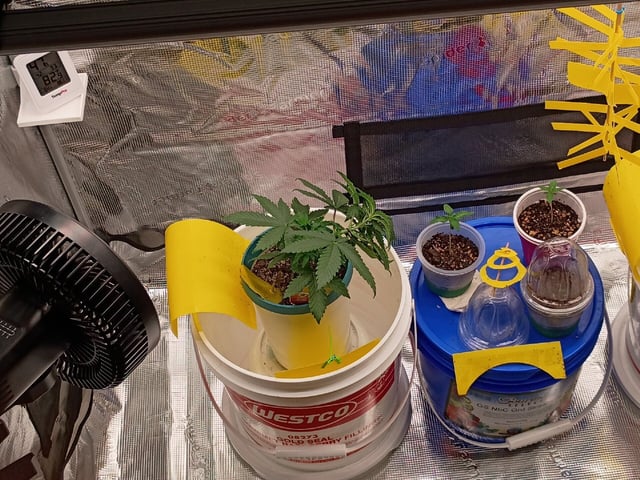 TentPlantLightFan — vegetative, day 32