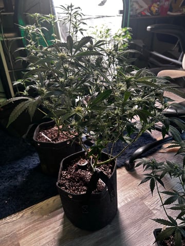 clones — flower, day 68