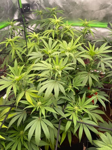 Phx_Freedom — flower, day 66