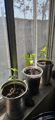 CzechsMex 2.0 — vegetative, day 26