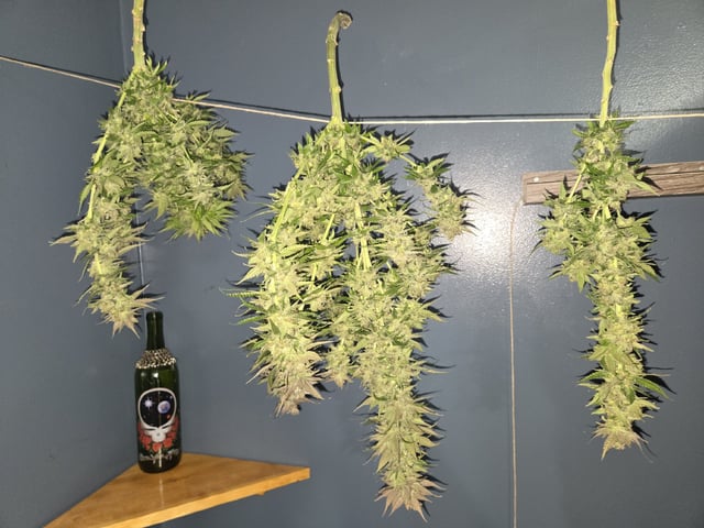 First Indoor Grow — harvest, day 131