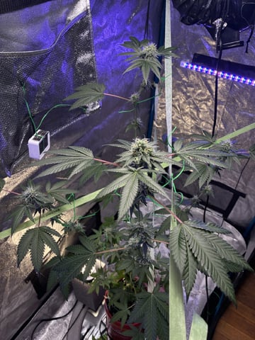 I Dont Know What Kind It Is Lol — flower, day 26