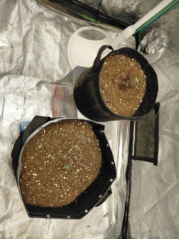 my first grow  — germination, day 7