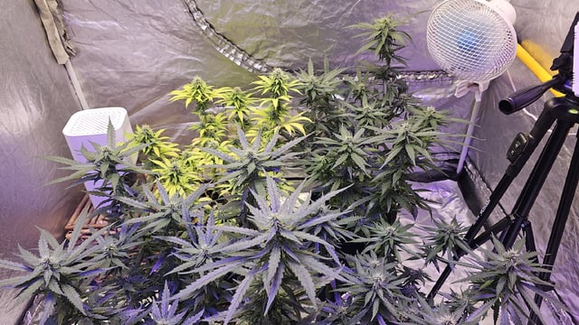 Amnesia Haze Run — flower, day 62