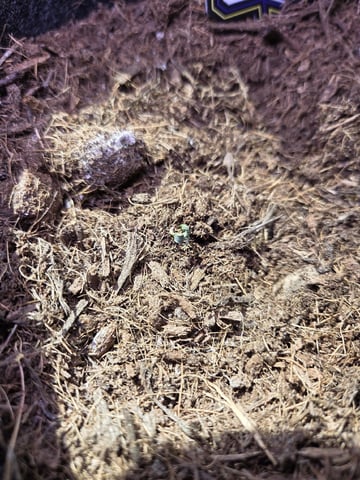 Ripley OG — seedling_rooting, day 9