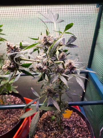 Blackberry kush — flower, day 125