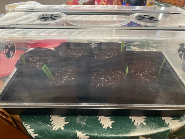 Solfire Gardens Grow — grow_setup, day 4