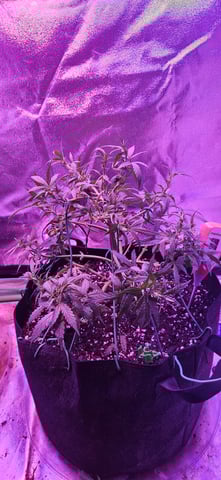 blue dream first grow  — seedling_rooting, day 38