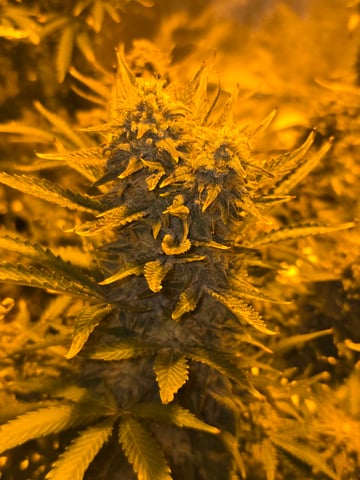 2nd Autoflower Indoor Grow — flower, day 96