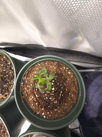 Homegrown - 🍒 🥧 & GSC Auto, 🚀 Seeds 🍌 Buttercups  — vegetative, day 16