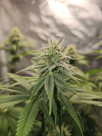 Jenny Kush photoperiod — flower, day 122