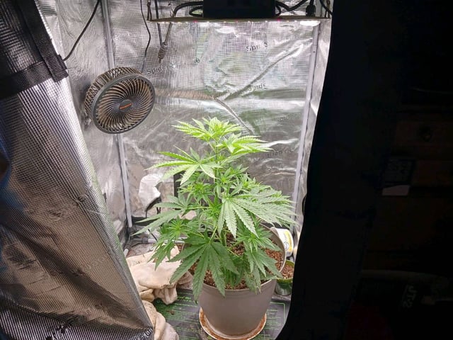 4th grow  — flower, day 159