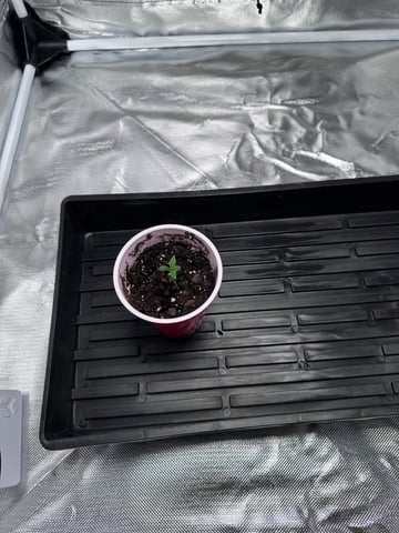 first grow — seedling_rooting, day 6