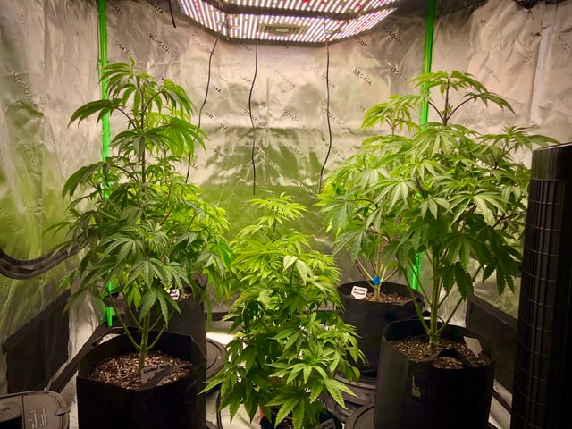 My First Home Grow  — flower, day 58