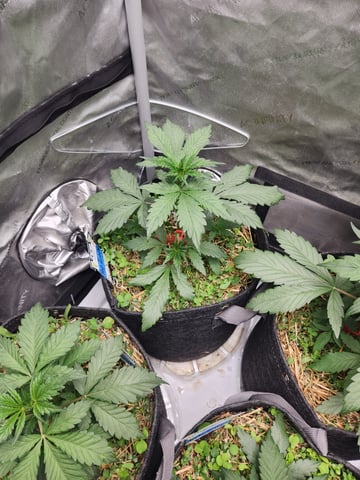 Mephisto Apple Crush and Pop tart OG in Nature's Living Soil.  — vegetative, day 27