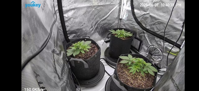 Purple Haze  — vegetative, day 13