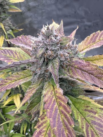 Bannana Jelousy x Guava Auto — harvest, day 94