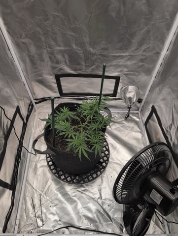memphisto 3 bears OG, ethos high note r1 — flower, day 35