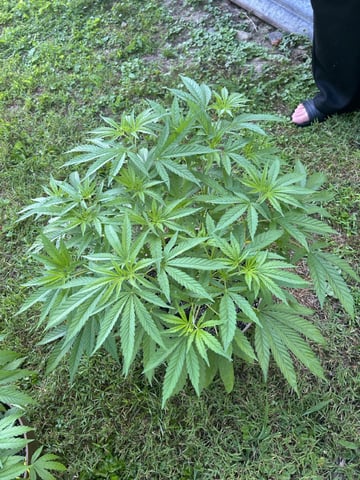2026 Outdoor — vegetative, day 61