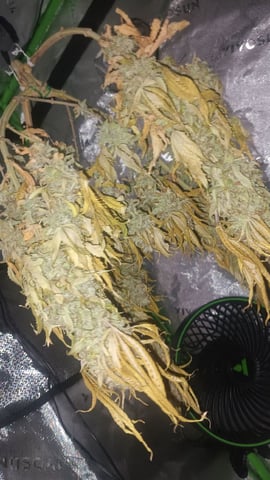 Critical Purple Kush — harvest, day 152