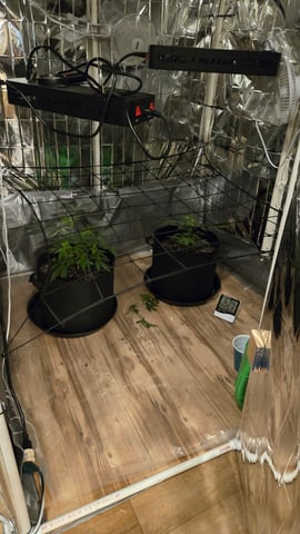 B2 — vegetative, day 43