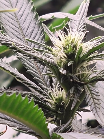 clones — flower, day 61