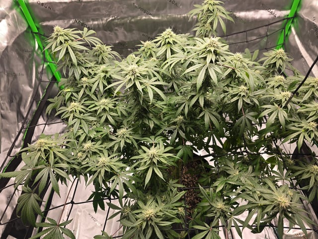 First grow — flower, day 88