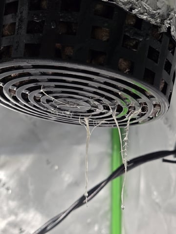 BABY SISTER — seedling_rooting, day 21