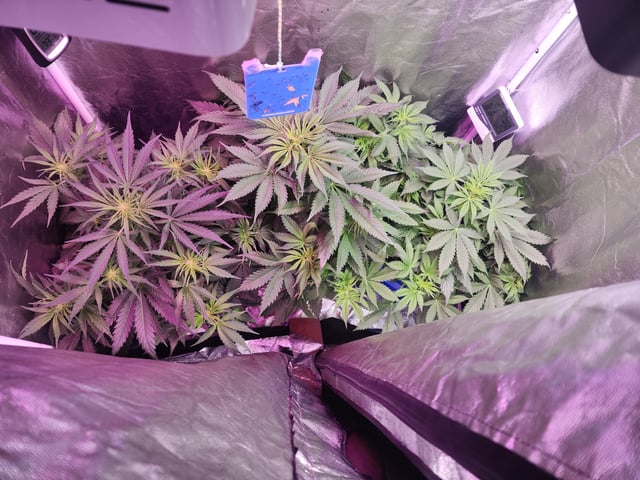 Grow 1Zkittles OGx2 & PEx1