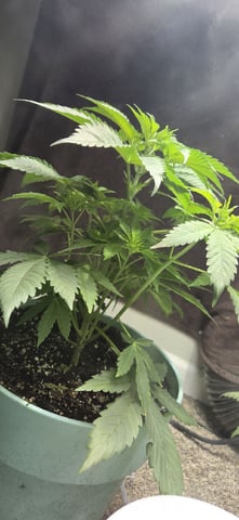 First GROE — vegetative, day 6