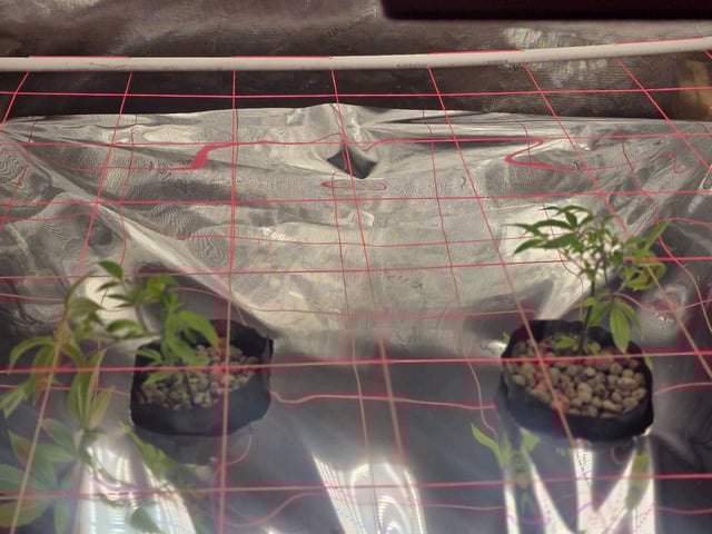 Dante's Inferno Rerun — vegetative, day 33