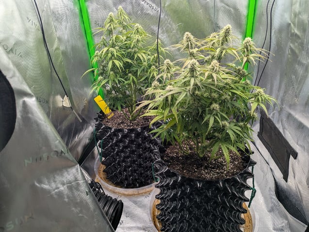 Titan F1 grow  — flower, day 57