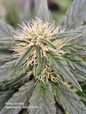 banana purple punch auto