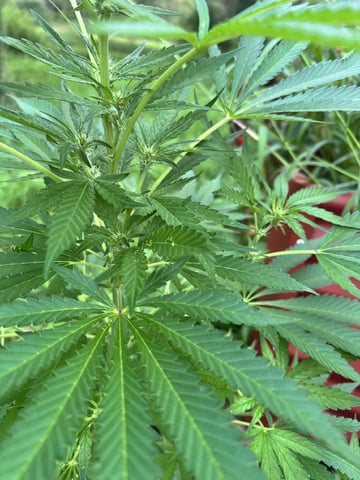 Banjo (Adam’s Plant) — flower, day 45