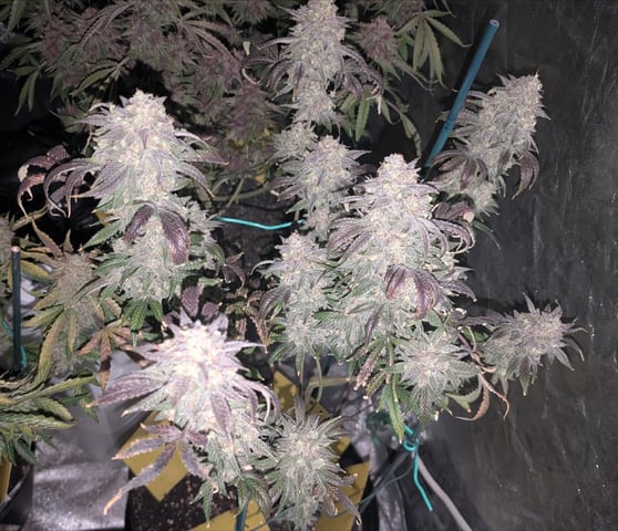 Mixed Grow — flower, day 119