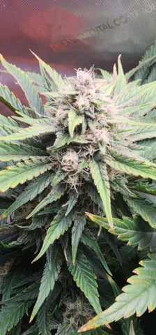 FastBuds Trainwreck Auto — flower, day 63