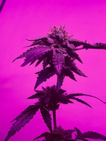 White Widow & Skittlez — flower, day 53