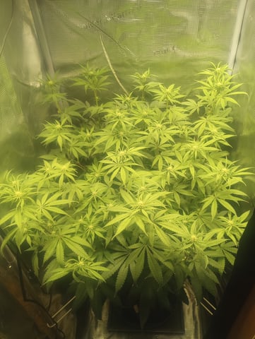 cheddar cheese  — flower, day 72