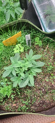 First Grow with the new setup  — vegetative, day 26