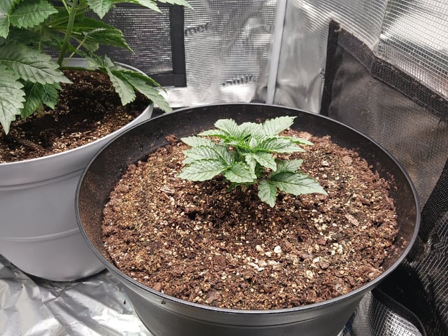 Gorilla Sherbert Feminized From Blimburn Seeds  — vegetative, day 26