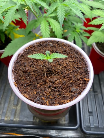 blackberry marshmallows  — seedling_rooting, day 8