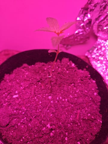 zkittles  — vegetative, day 15