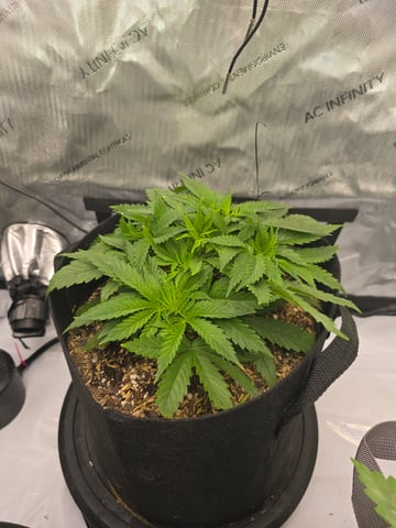 Purple Haze  — vegetative, day 19