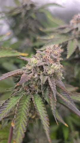 MAIN ROOM — flower, day 68