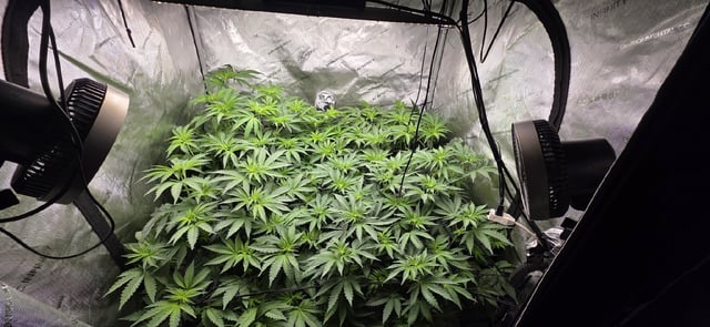 Maple Nectar  — flower, day 51