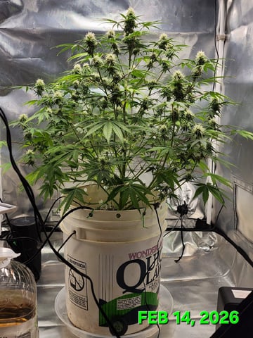 Dos Si Dos. Indica — flower, day 51