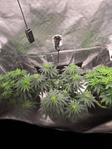  1 Blue Zushi x Venom & 1 Jack Here x Strawberry Cookies OG — flower, day 46