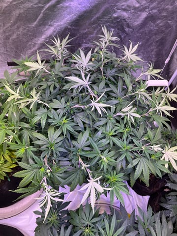 Indoor Grow  — vegetative, day 32
